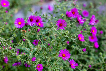 Aster novae-angliae flowers grown in a garden