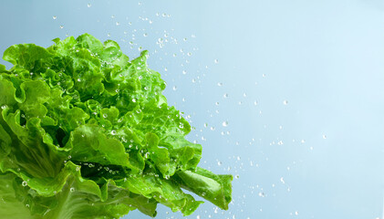 fresh lettuce leaf with water droplet on blue background. copy space. - obrazy, fototapety, plakaty
