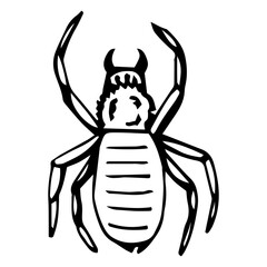 Black spider silhouette, close-up spider, scary big spider isolated on white, poisonous isect , arachnophobia background, spider vector icon