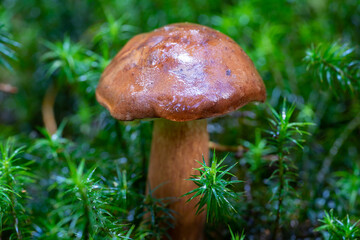 Marone Pilz auf Moos im Wald