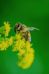 Honey Bee Insect Pollinating Wild Yellow Flowers