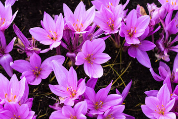 Autumn crocus flowering in dark soil background, vivid purple Colchicum flowers blooming in autumn time, botany vivid background 