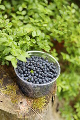 Fototapeta na wymiar Harvest forest blueberries, ripe black berries.
