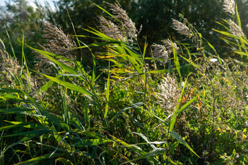 Green summer grass. Beauty nature concept