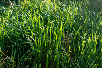 Green summer grass. Beauty nature concept