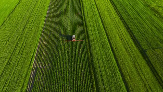 Tractor sprays fertilizer on agricultural plants on the rapeseed field, top view