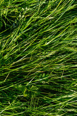 Green summer grass. Beauty nature concept
