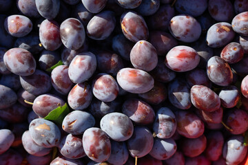 Autumn harvest of ripe fresh plums