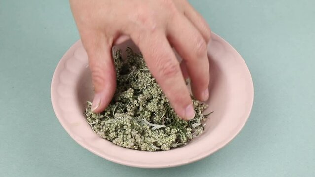 Artemisia vulgaris the common mugwort plant parts on wood spoon on natural color wood tray, indoors studio shot. Herbal medicine concept.
