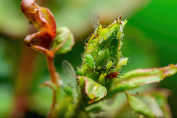 Aphid Colony on Rose Flower Bud. Greenfly or Green Aphid Garden Parasite Insect Pest Macro on Green Background