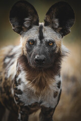 African Wild Dog (Lycaon pictus). Northern Tuli Game Reserve.  Botswana.