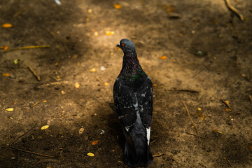 Beautiful pigeon standing in the ground 