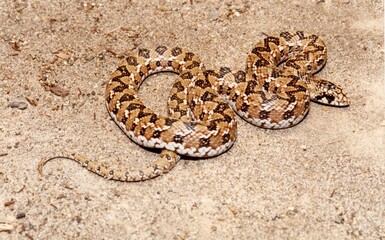 Perth, Australia - October 5, 2012: A brown snake close up