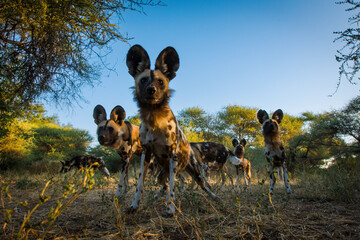 Pack of African Wild Dog (Lycaon pictus). Northern Tuli Game Reserve.  Botswana