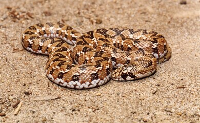Perth, Australia - October 5, 2012: A brown snake close up