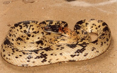 Perth, Australia - October 5, 2012: A brown snake close up