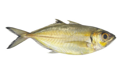 Raw bigeye scad fish isolated on white background, Selar crumenophthalmus