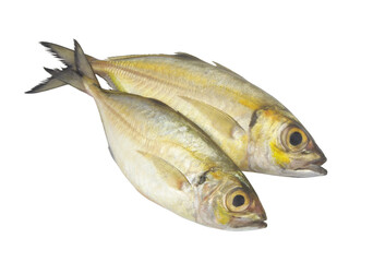 Two fresh bigeye scad fishes isolated on white background.