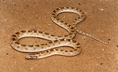 Fototapeta na wymiar Perth, Australia - October 5, 2012: A brown snake close up