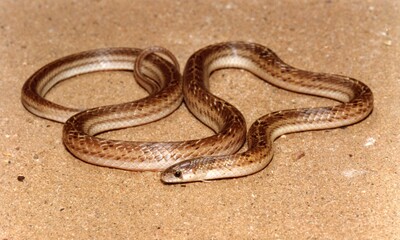 Perth, Australia - October 5, 2012: A brown snake close up