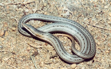 A narrow headed grey snake closeup