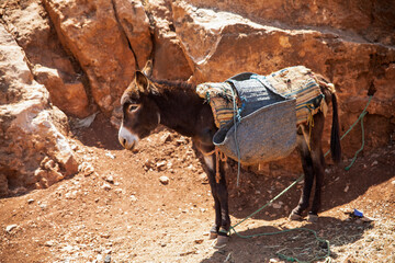 A loaded donkey against the backdrop of a beautiful rocky mountainside in the Moroccan town of Beni Melal. Concept pack animal, mule, donkey, morocco.