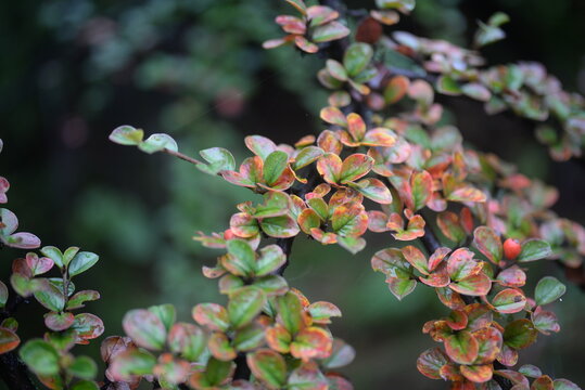 small green-red cotoneaster leaves, cotoneaster branches autumn colors close-up after rain, rich natural autumn background in detail with red berries