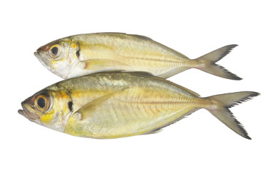 Two raw bigeye scad fishes isolated on white background