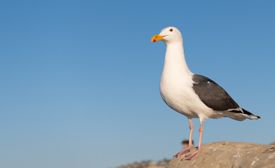 Larus marinus gull seabird standing on rock sky background, copy space