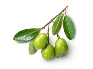 Branch of olive fruit with water drops and green leaf isolated on white background. Top view. Flat lay.