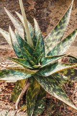 Mediterrane gr&uuml;ne Pflanze Spanien, Mallorca