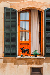 Kleiner schwarzer Hund steht am Fenster Blumentopd steht daneben Spanien, Mallorca