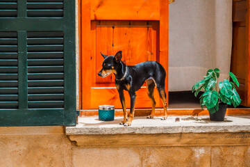 Kleiner schwarzer Hund steht am Fenster Blumentopd steht daneben Spanien, Mallorca