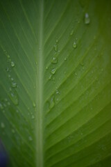 green canna leaf texture close-up, leaf veins diagonally, green texture background green color gradient, environment, after rain, raindrops on foliage, morning dew on green, plant leaf, leaf veins