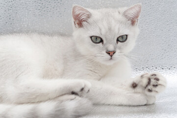 cute British Short Silver Gradient