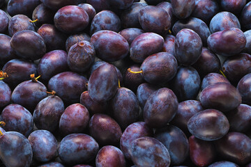 Fresh plum fruits full frame texture or background.