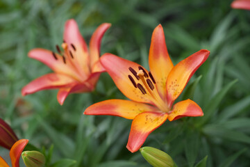 Obraz premium ユリ