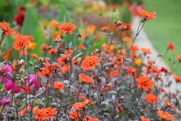 Dahlia 'Bishop of Oxford' in flower.