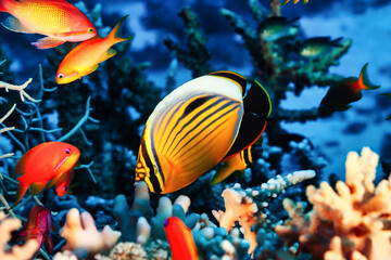 Yellow red fish swimming in blue ocean water tropical under water. Scuba diving adventure in...
