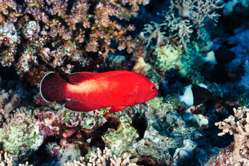 Fototapeta na wymiar Red fish swimming in blue ocean water tropical under water. Scuba diving adventure in Maldives. Fishes in underwater wild animal world. Observation of wildlife Indian ocean. Copy text space
