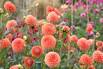 Dahlia 'Cornel Brons'  in flower. © Alexandra