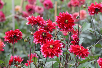 Decorative Dahlia 'Darkarin' in flower.