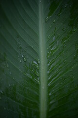 green leaf texture with veins close up, canna leaf light green background, garden plant, after the rain, dew drops, water on a leaf close-up,  vertical stripes of the canna leaf