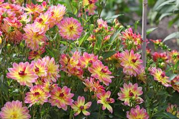 Dahlia 'Pacific Ocean' in flower. © Alexandra