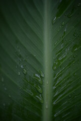 green leaf texture with veins close up, canna leaf light green background, garden plant, after the rain, dew drops, water on a leaf close-up,  vertical stripes of the canna leaf