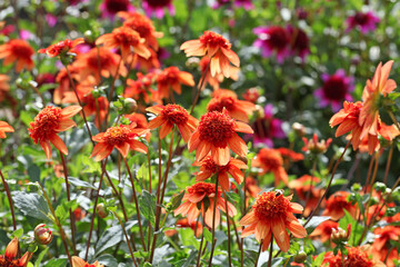 Anemone Dahlia Dahlia 'Josie' in flower
