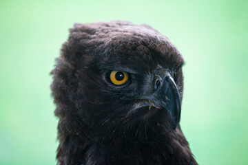 Closeup of a Martial Eagle