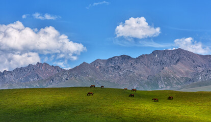 Fototapeta na wymiar Several horses graze in a picturesque mountainous area