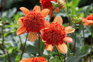 Anemone Dahlia Dahlia 'Josie' in flower