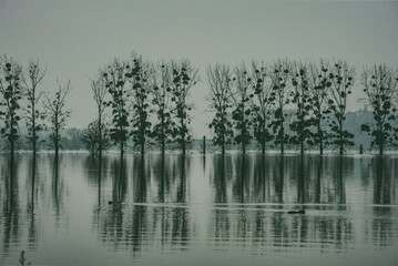 La Loire en hiver, inondant les plaines dans la nature à Sainte Gemmes sur Loire.